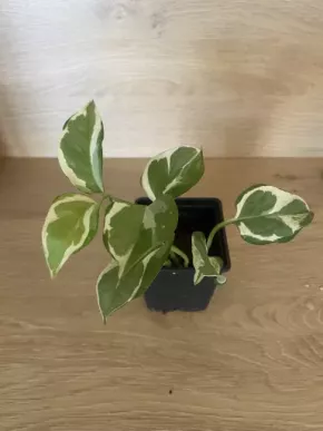 Epipremnum N Joy Kopie Kopie