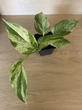 Epipremnum Marble Queen Kopie