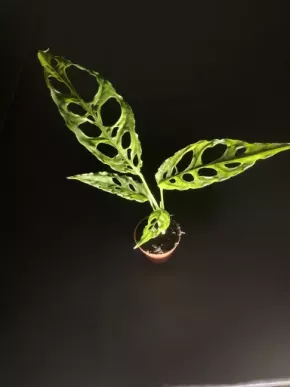 Monstera Obliqua Peru