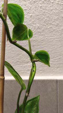 Epipremnum Shangri-la/Godzilla