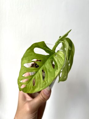 Monstera Adansoii variegata (Monkey Mask)