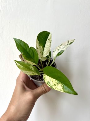 Epipremnum Pinnatum Variegata