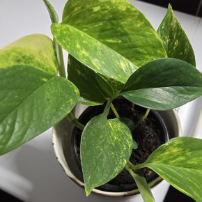 Epipremnum aureum