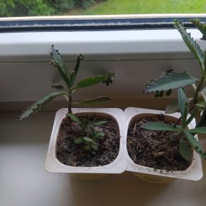 Kalanchoe daigremontiana