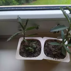 Kalanchoe daigremontiana