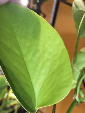 Epipremnum Neon variegata - stonkovy řizek ( jeden list)