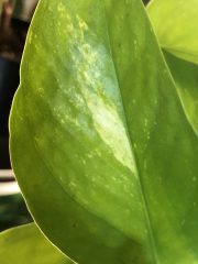 IMG_9447.jpeg
