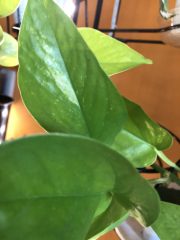 IMG_9445.jpeg