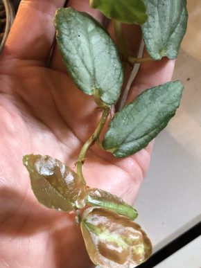 Pillionia Repens - čerstvý řizek .