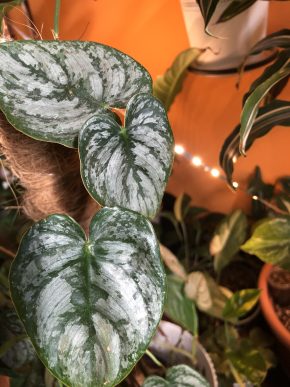 Philodendron Brandtianum - stonkovy řizek .