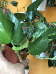 IMG_9458.jpeg