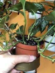 IMG_9459.jpeg