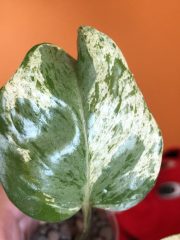 IMG_9464.jpeg
