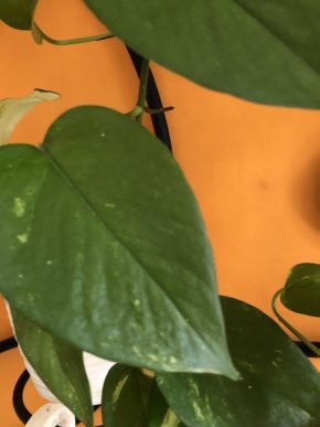 Epipremnum Aurem Golden -( tmavá verze)  - stonkovy řizek .
