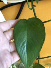 IMG_9466.jpeg