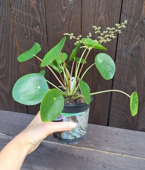 Pilea peperomioides 1