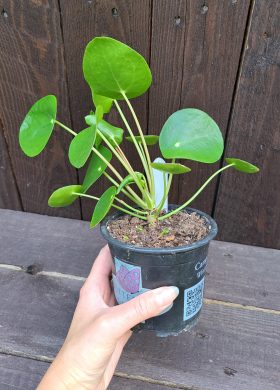 Pilea peperomioides 2