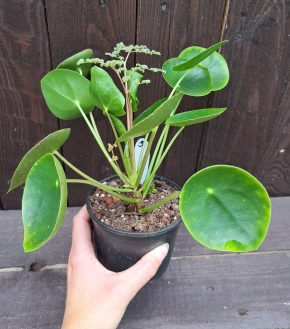 Pilea peperomioides 3