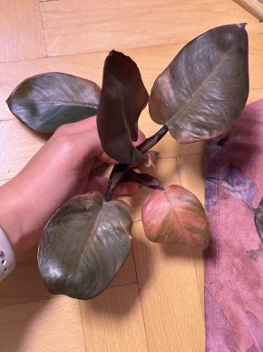 Philodendron black cardinal variegated