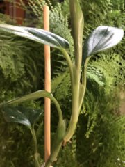 IMG_9538.jpeg