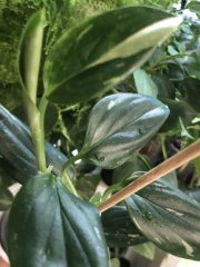 IMG_9539.jpeg