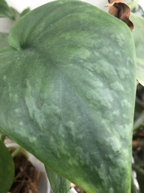 Scindapsus Jade Satin Green- - vrcholový řizek .