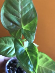 IMG_9481.jpeg