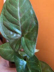 IMG_9483.jpeg