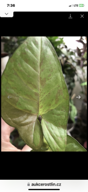 Syngonium Confetti Tricolor - rostlina .
