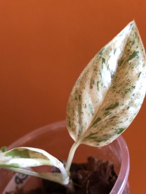 Epipremnum Pinnatum Marble variegata - baby rostlina .