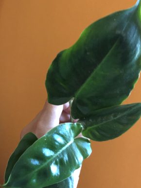 Philodendron Burle Marx - řizek .