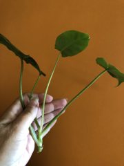 IMG_9472.jpeg