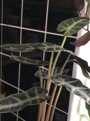 IMG_9436.jpeg