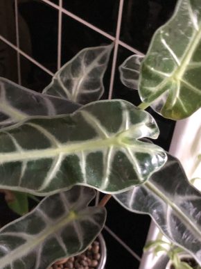 Alocasia Bambino - velká rostlina .
