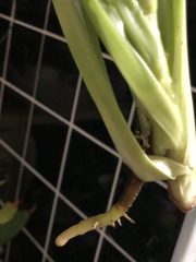 IMG_9431.jpeg