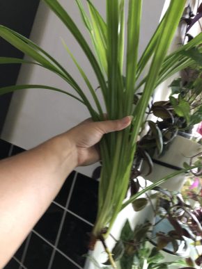Pandanus - velky řizek .
