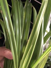 IMG_9429.jpeg
