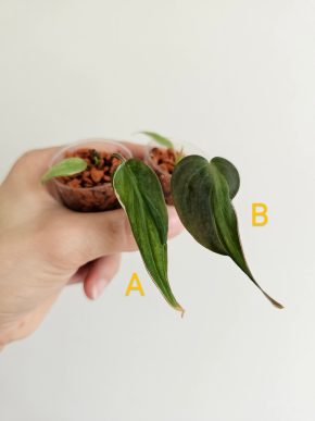 Philodendron micans Velvet halo