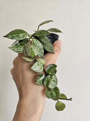 Hoya krohniana 'Eskimo'