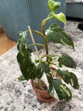 White princess philodendron