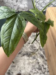 IMG_9577.jpeg