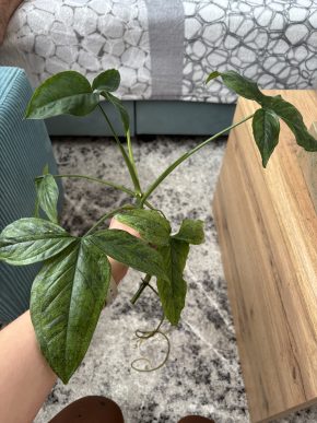 Syngonium mojito