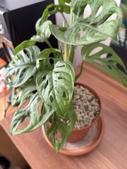 IMG_9580.jpeg