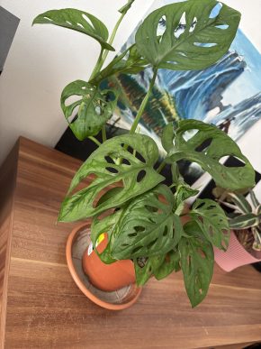 Monstera Adansonii v lechuze pon