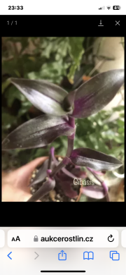 Tradescantia Gibasis - čerstvý řizek .