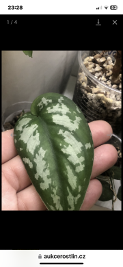 Scindapsus Silver Queen - rostlina .