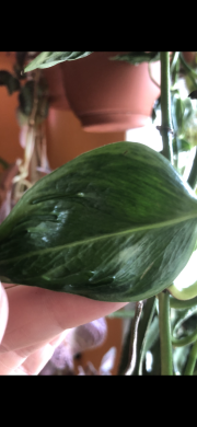 Epipremnum Shangri La - stonkovy řizek .