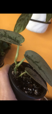 Scindapsus Silver Lady - rostlina