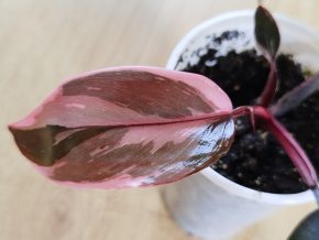 Philodendron Pink Princess
