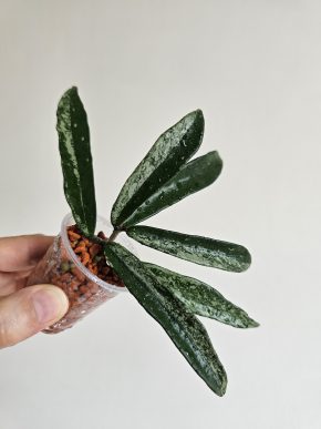 Hoya cv. Minibelle splash